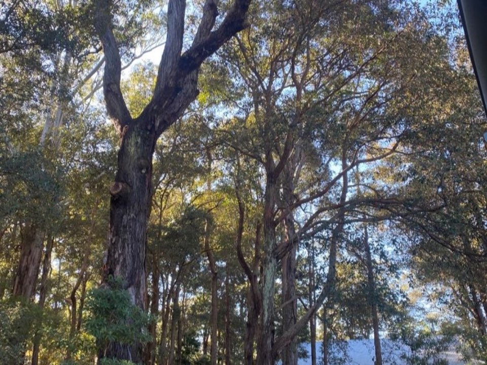 Mature trees in a Gloucestershire parkland setting due for routine re-inspection