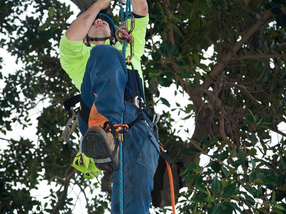 Qualified arborist working in a mature tree during an Enviro Trees UK survey in Gloucestershire